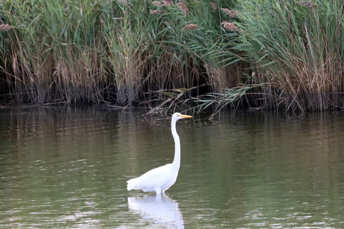 image of an egret