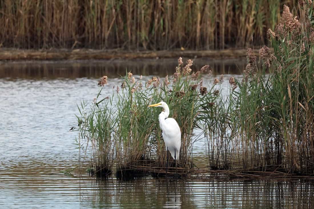 image of an egret