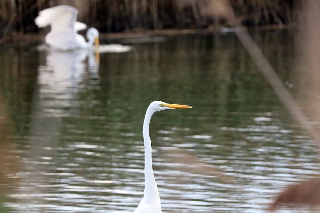 image of egret