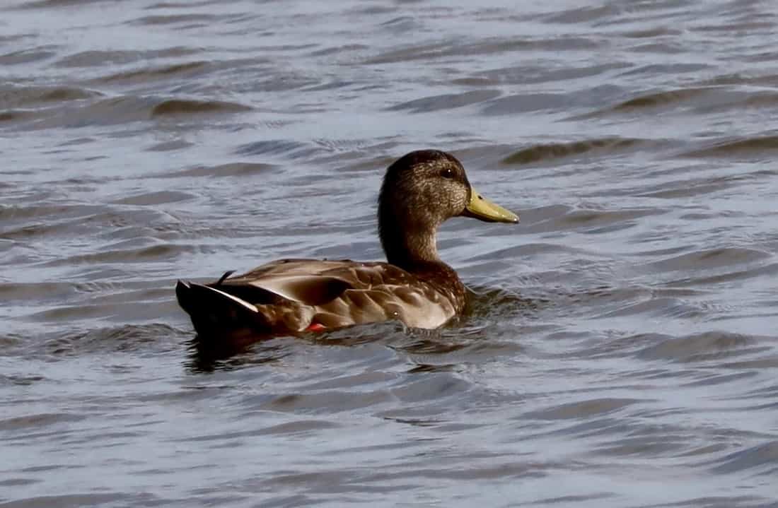 image of a mallard