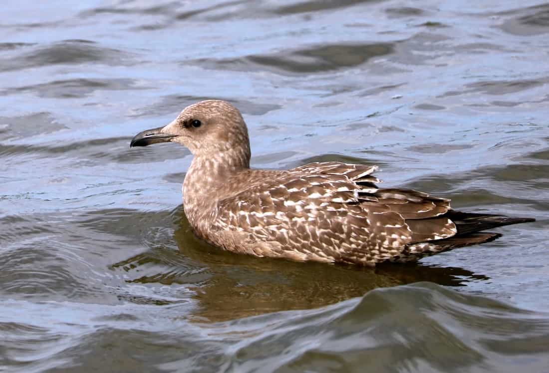 image of a herring gull