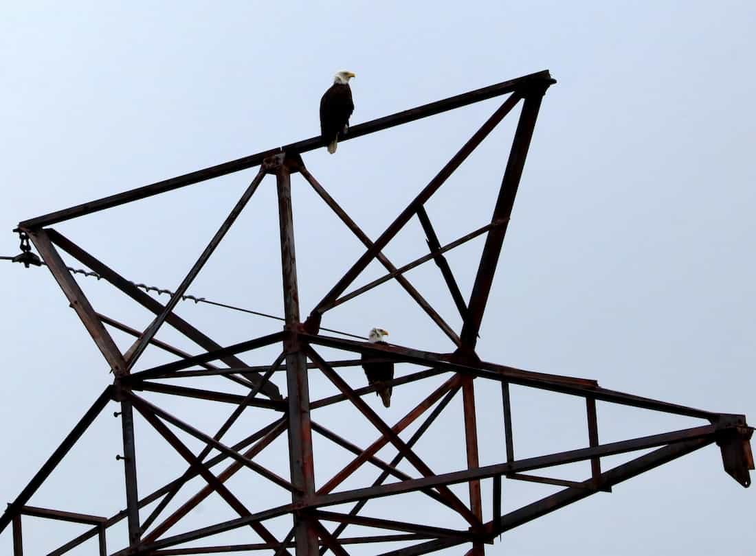 image of Eagles in the transmission Tower