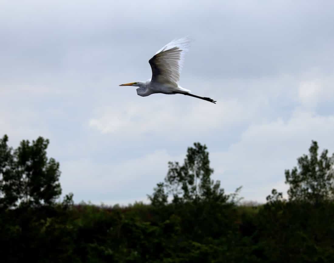 image of a Great Egret in flight