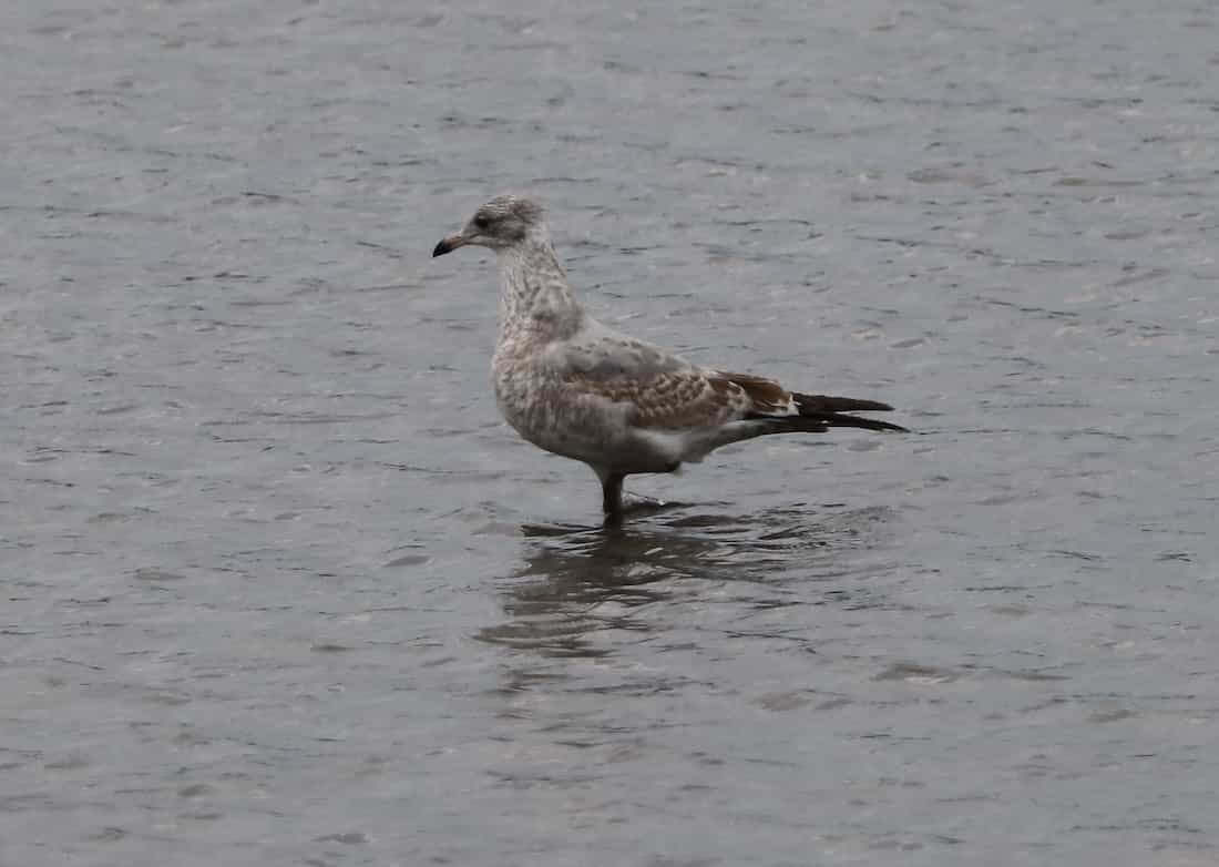 image of a Ring-billed Gull