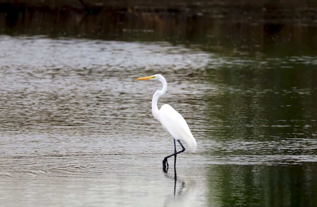 image of a Great Egret