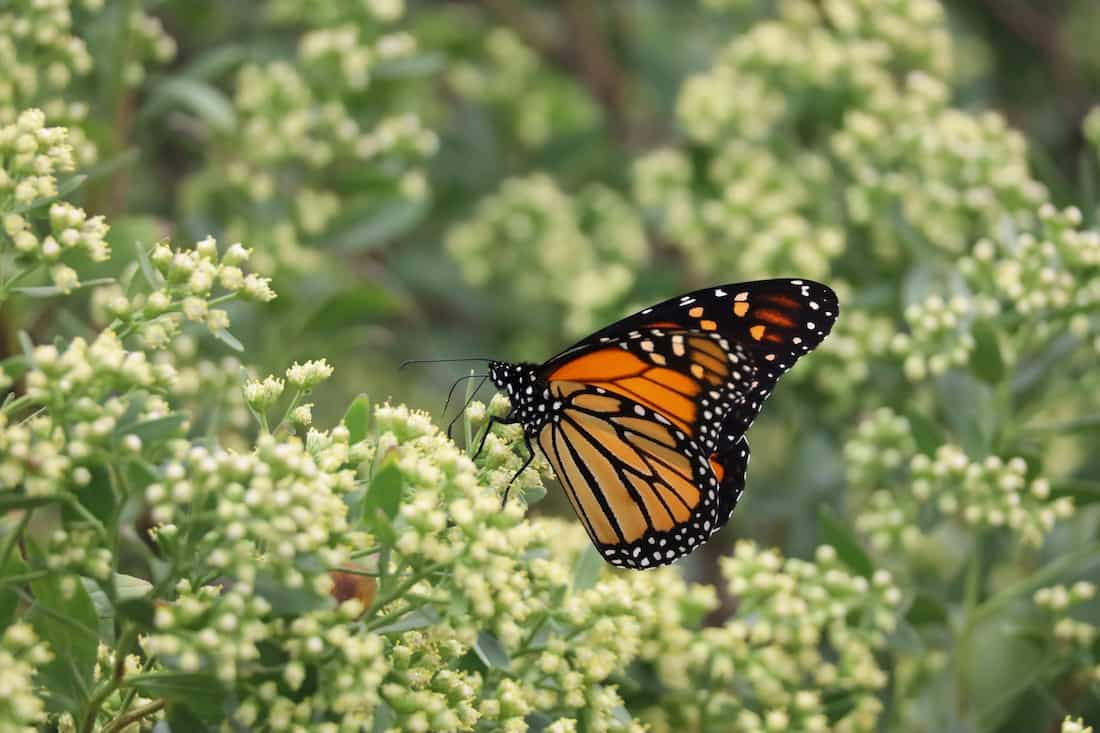 image of a Monarch butterfly