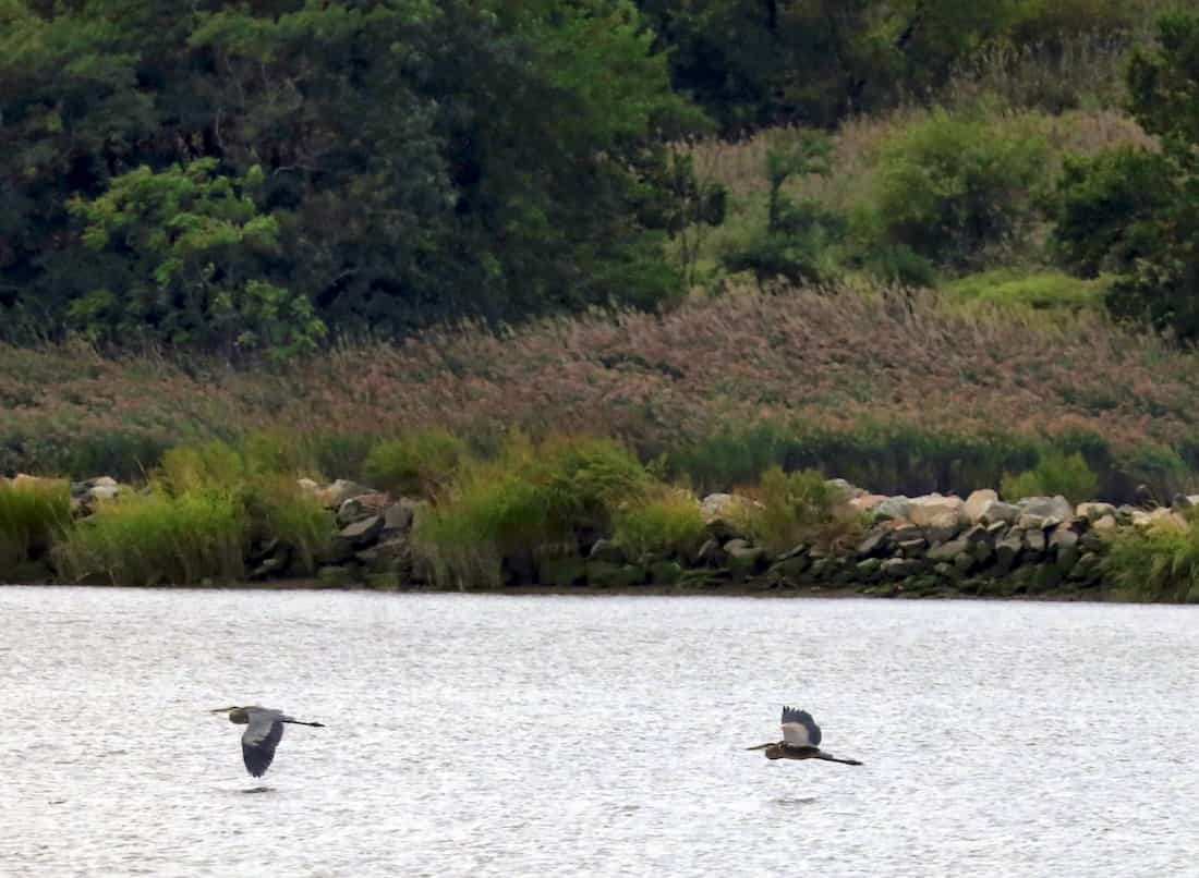 image of Great Blue Herons flying