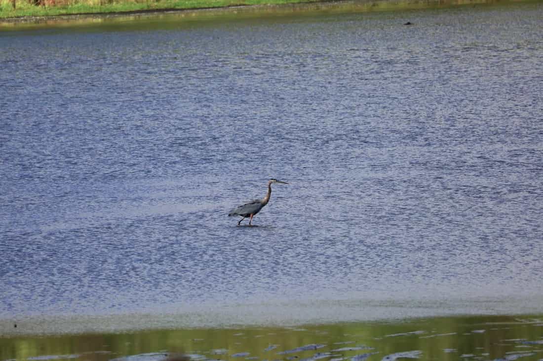 image of a blue heron