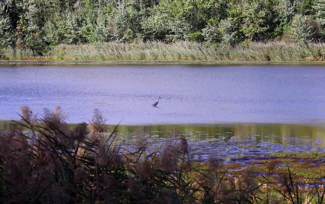 image of a blue heron