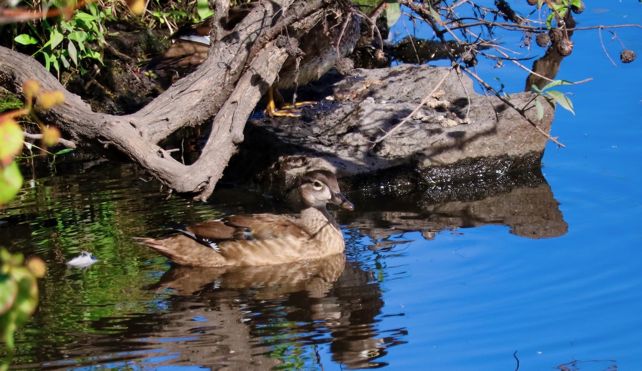 image of a wood duck