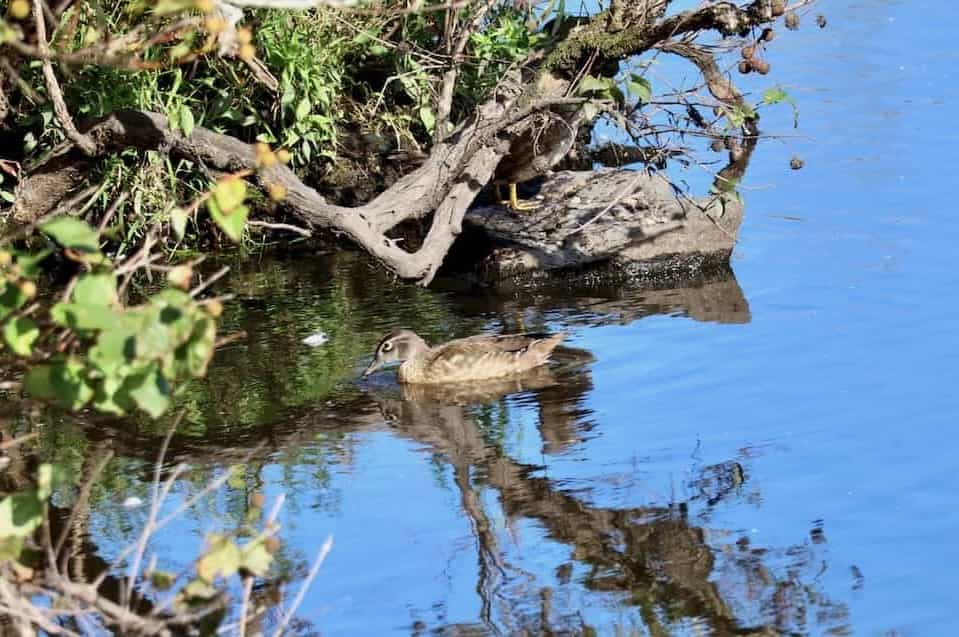 image of a wood duck