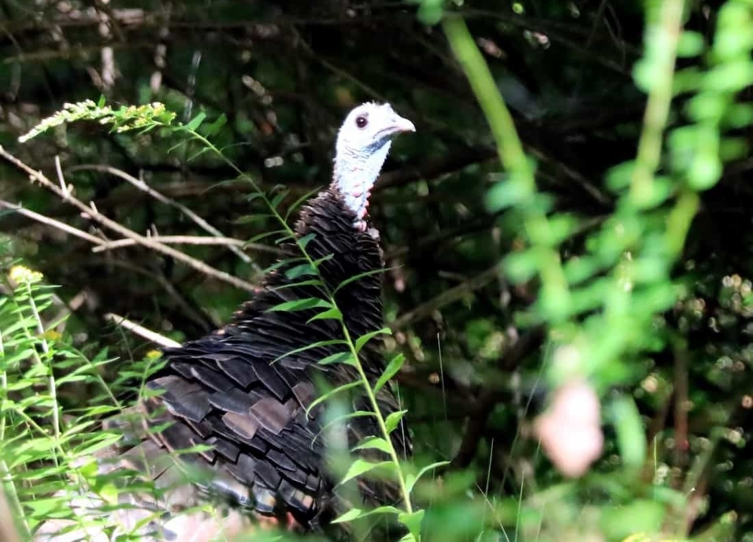 image of a juvenile turkey