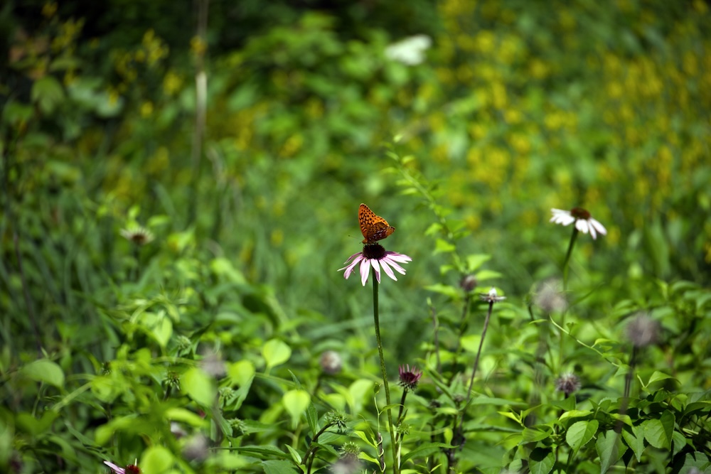 Great Spangled Fritillary butterfly #1