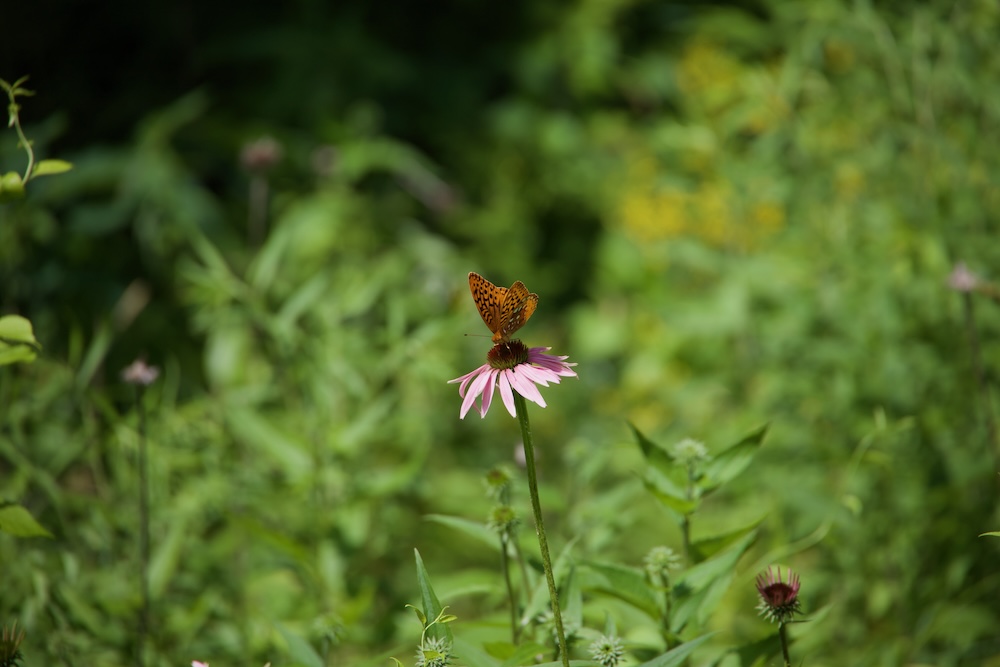 Great Spangled Fritillary butterfly #2