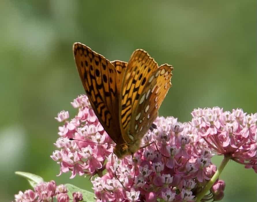 Great Spangled Fritillary butterfly 3