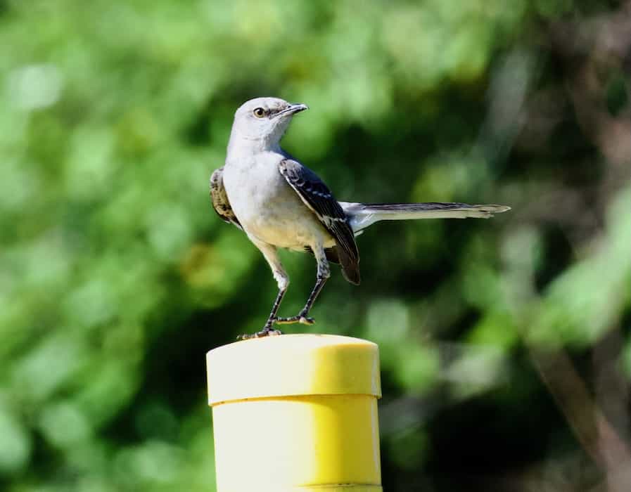 Photo of a Mockingbird