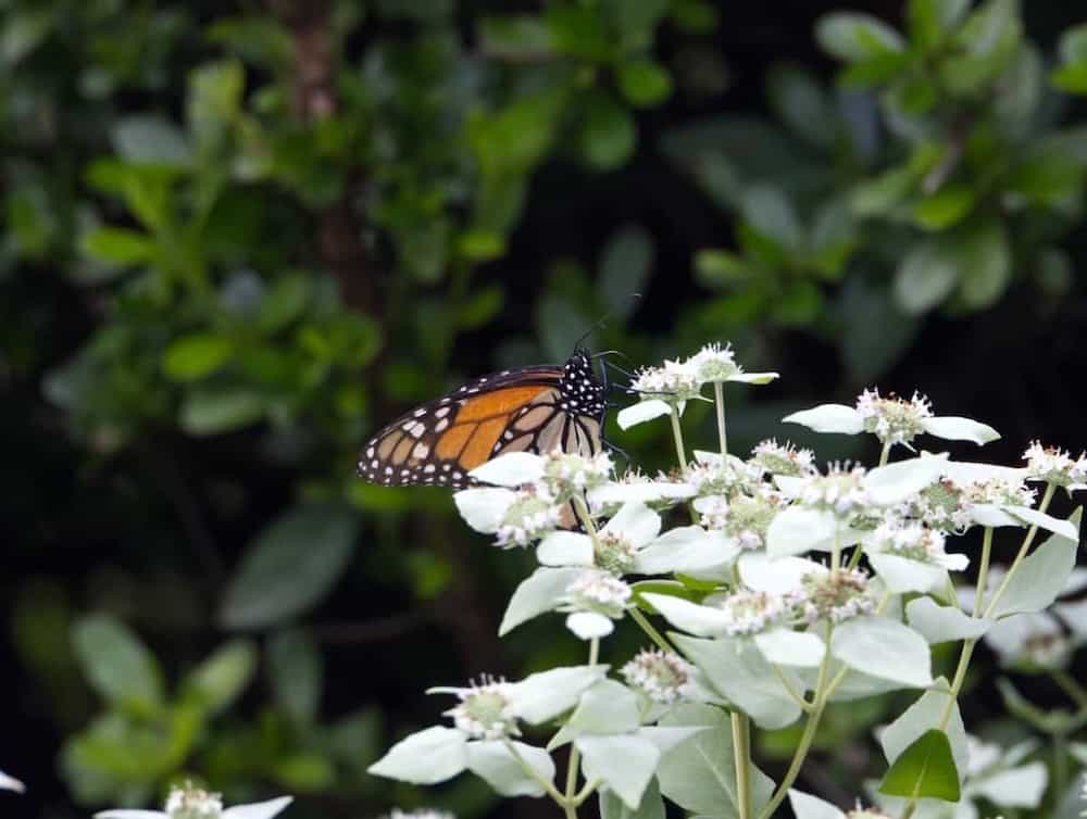 image of a monarch butterfly