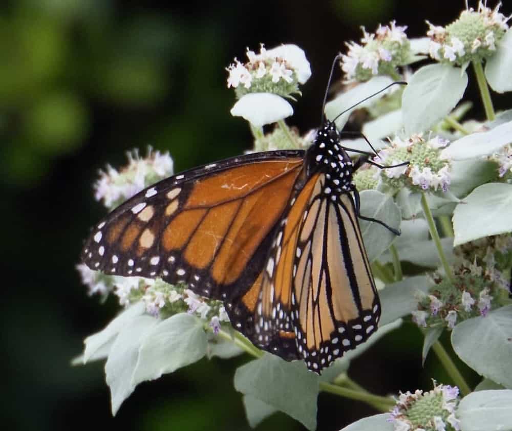 image of a monarch butterfly