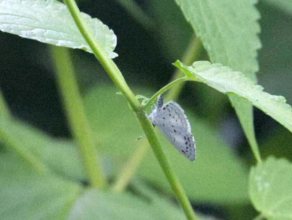 image2 of a Spring Azure butterfly
