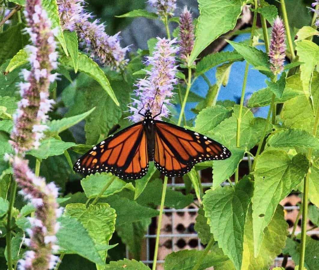 image of a Monarch butterfly on purple hyssop