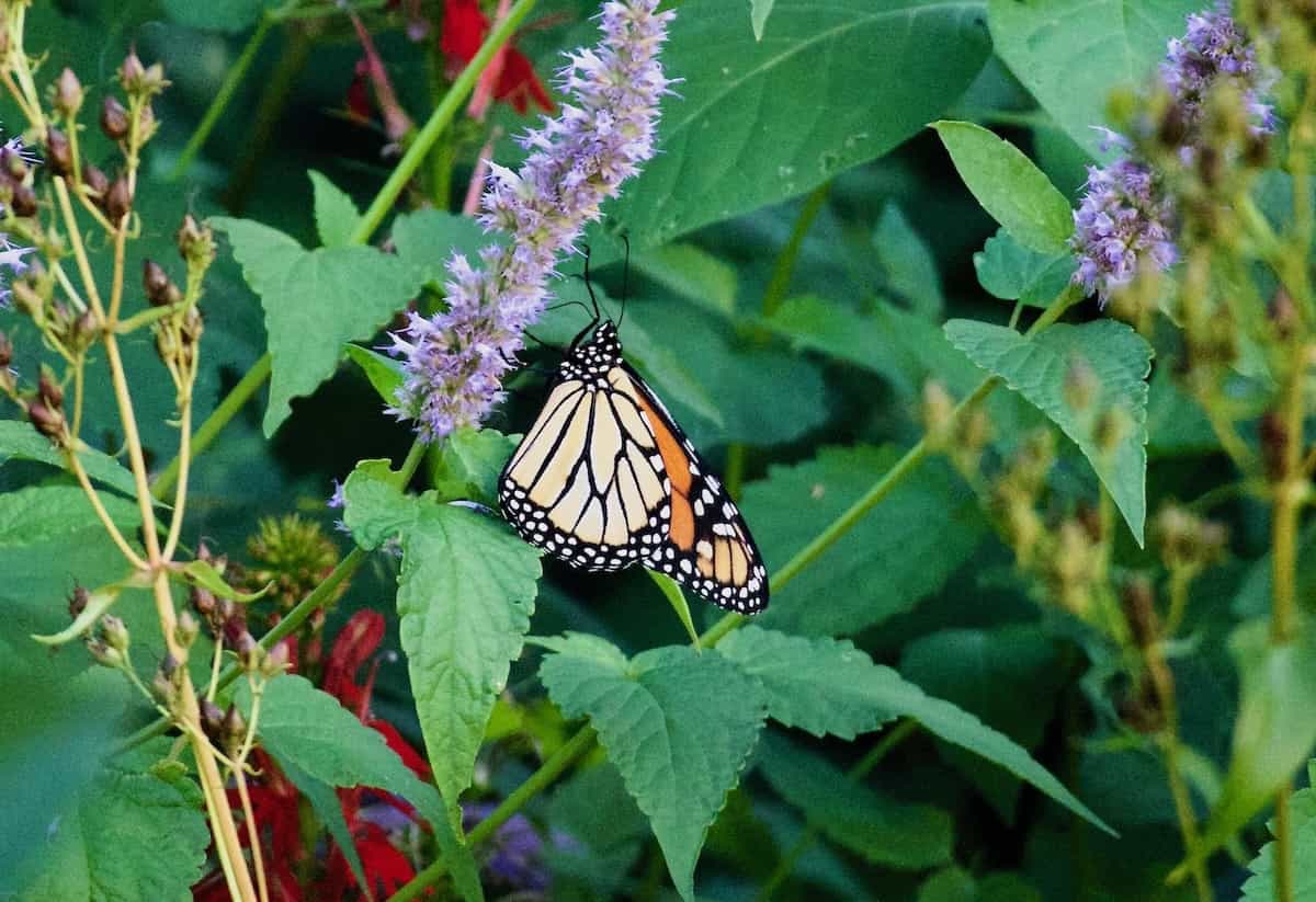 image of a Monarch butterfly on purple hyssop